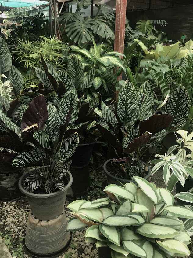 ร้านต้นไม้ สามปอยหลวง (Sampoyluang plant shop) - 2