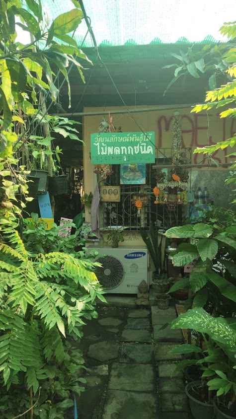 ร้านต้นไม้ สามปอยหลวง (Sampoyluang plant shop) - 4