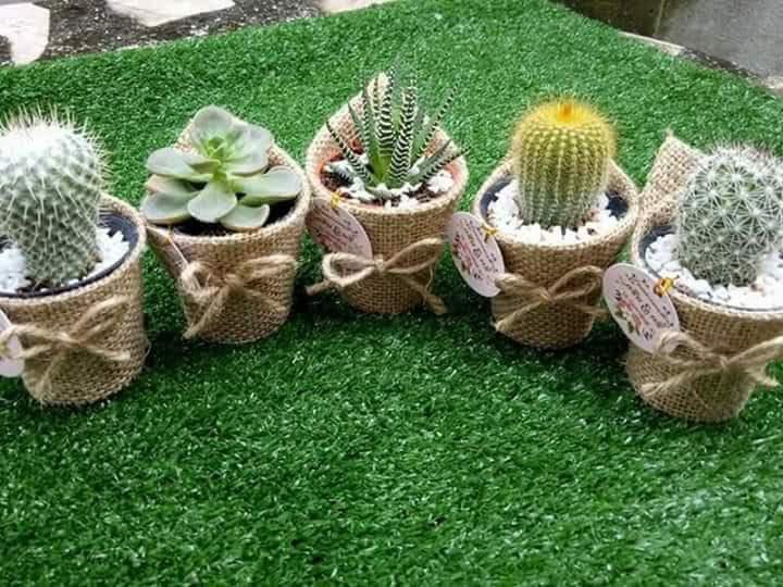 ร้านต้นไม้ อัยรัก Cactua