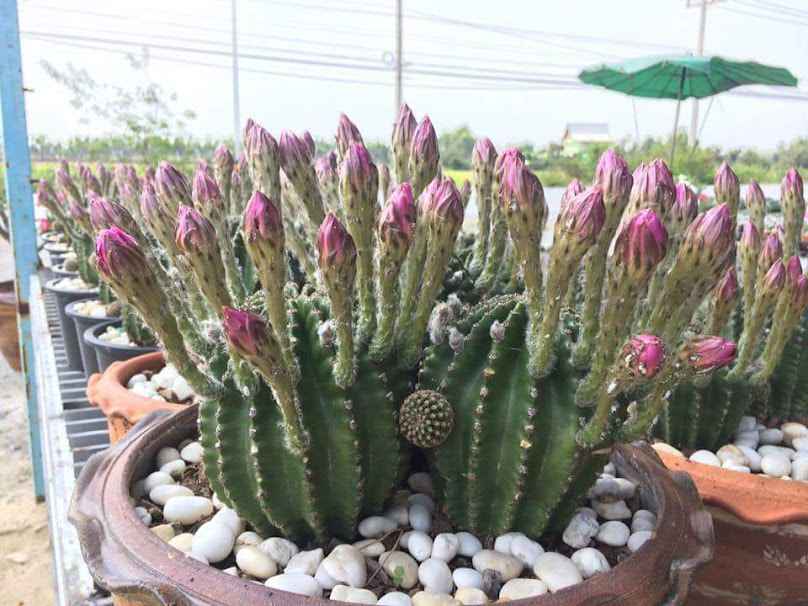 ร้านต้นไม้ อัยรัก Cactua - 2