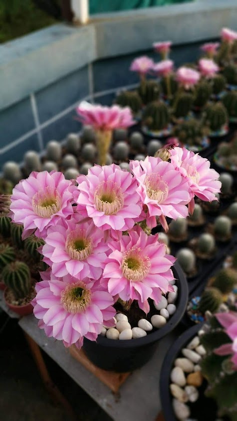 ร้านต้นไม้ อัยรัก Cactua - 3