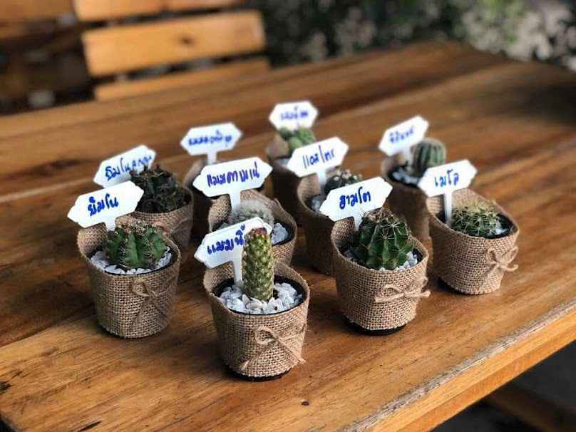 ร้านต้นไม้ อัยรัก Cactua - 4
