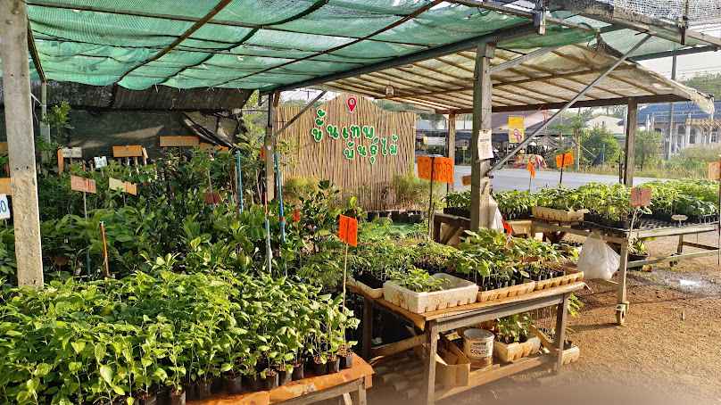 ร้านต้นไม้ อ.รัตภูมิ จ.สงขลา - 4