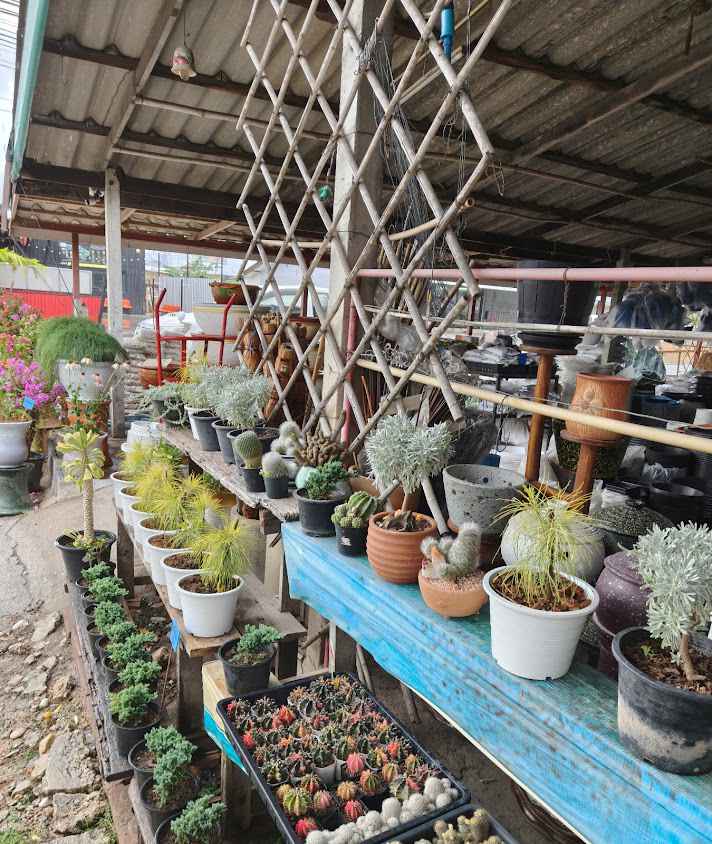 ร้านต้นไม้ เล็กเดช การ์เด้นท์