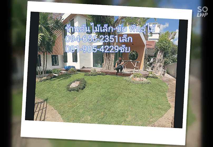 ร้านต้นไม้ เล็ก-ชัย พันธุ์ไม้ - 3