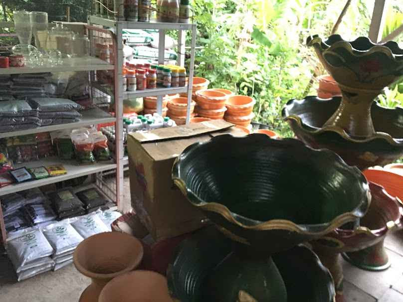 ร้านต้นไม้ เศรษฐีเรือทอง - 2