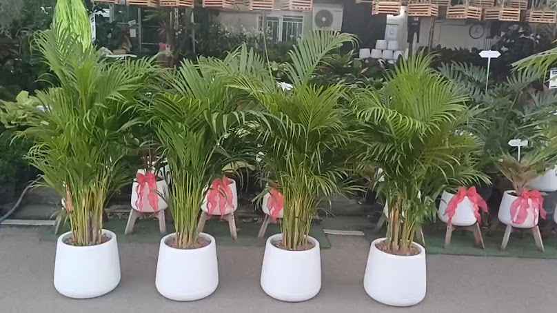 ร้านต้นไม้ แพรวพรรณพันธุ์ไม้ - 3