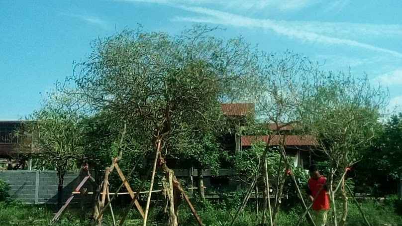 ร้านต้นไม้ แสนรัก - 4