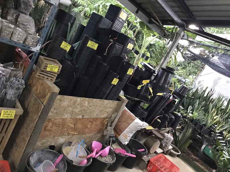 ร้านต้นไม้ Bu Plant