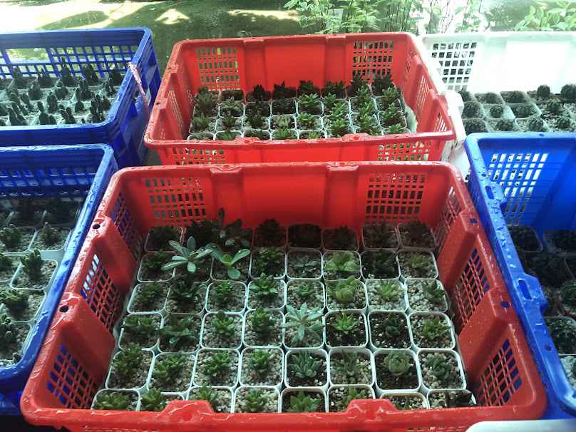 ร้านต้นไม้ Bu Plant - 3