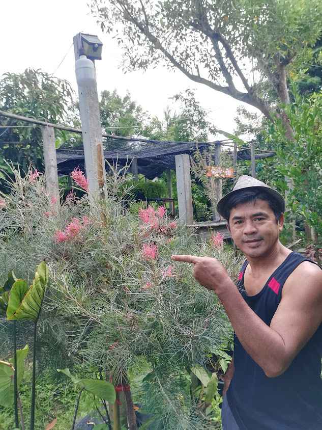 ร้านต้นไม้ by คุณณรงค์..สวนเฮือนกระดาษสา​ ออร์แกนิค&ฟาร์ม - 4