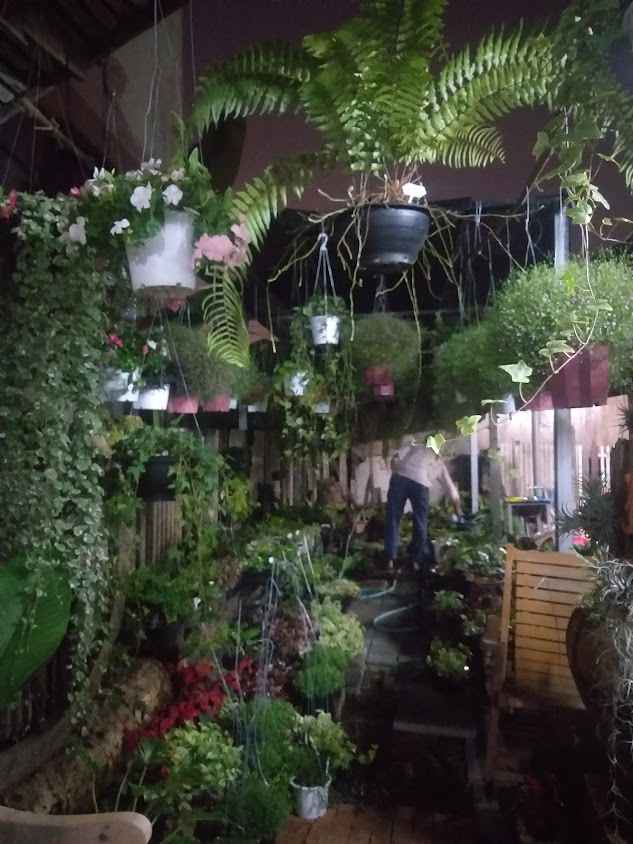 ร้านต้นไม้ Little Green 2 - 2
