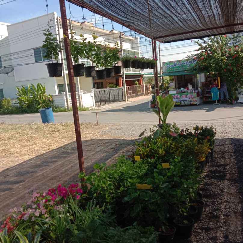ร้านต้นไม้ Soi 8 - 3