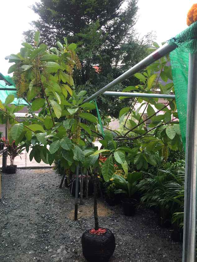 ร้านต้นไม้ T.onTree Garden - 2