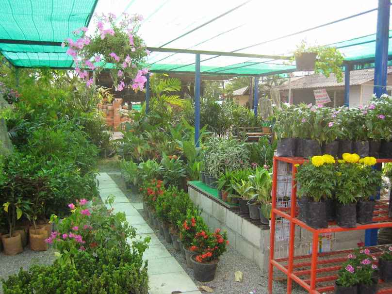ร้านต้นไม้ Tee's Flora Shop สวนไม้งาม ขายต้นไม้ ดินปลูก วัสดุปลูก กระถาง - 3
