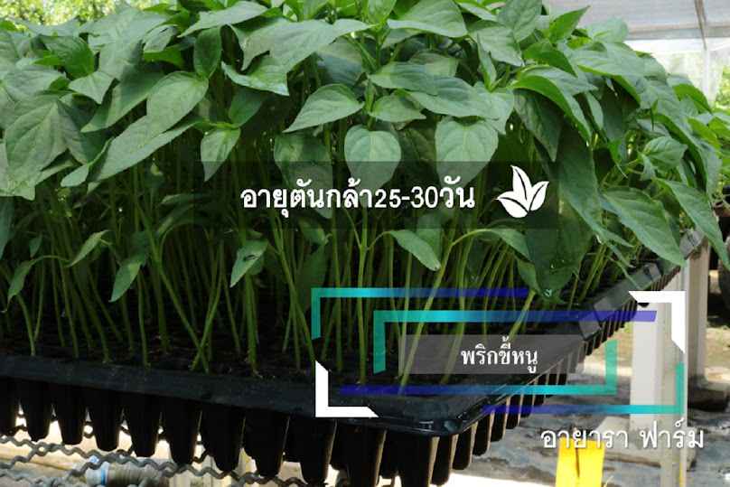 ร้านทรัพย์ไพศาลการเกษตร สาขาตลาดริมปิง - 3