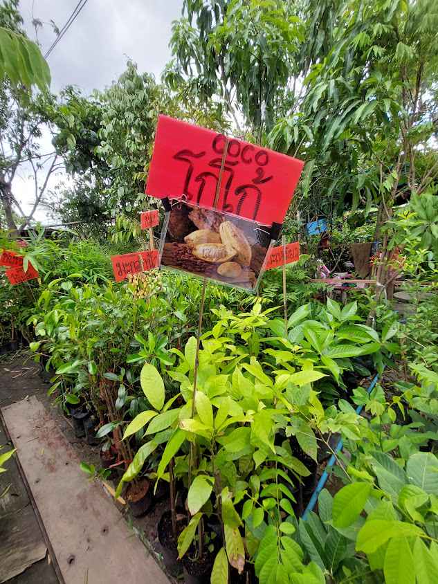 ร้านนริศราพันธุ์ไม้ - 2