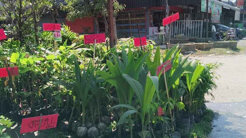 ร้านนริศราพันธุ์ไม้ - 3