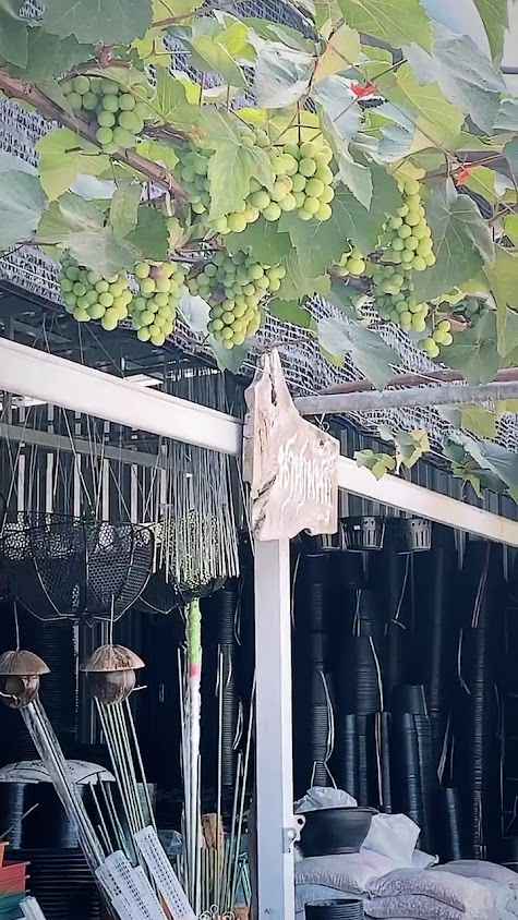 ร้านนานาพันธุ์ ตลาดคำเที่ยง ชม. ขายต้นไม้ อุปกรณ์การเกษตร เมล็ดพันธุ์ ปุ๋ย - 2