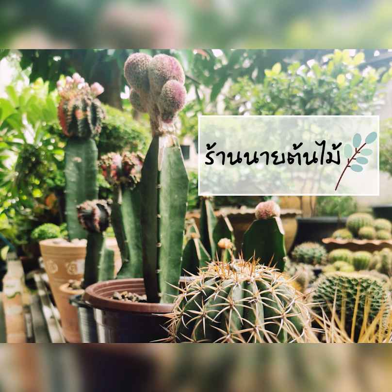 ร้านนายต้นไม้ - 2