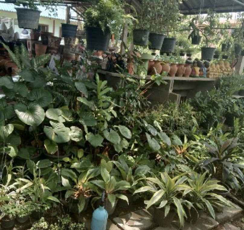 ร้านนารีรัตน์พันธุ์ไม้ประดับ
