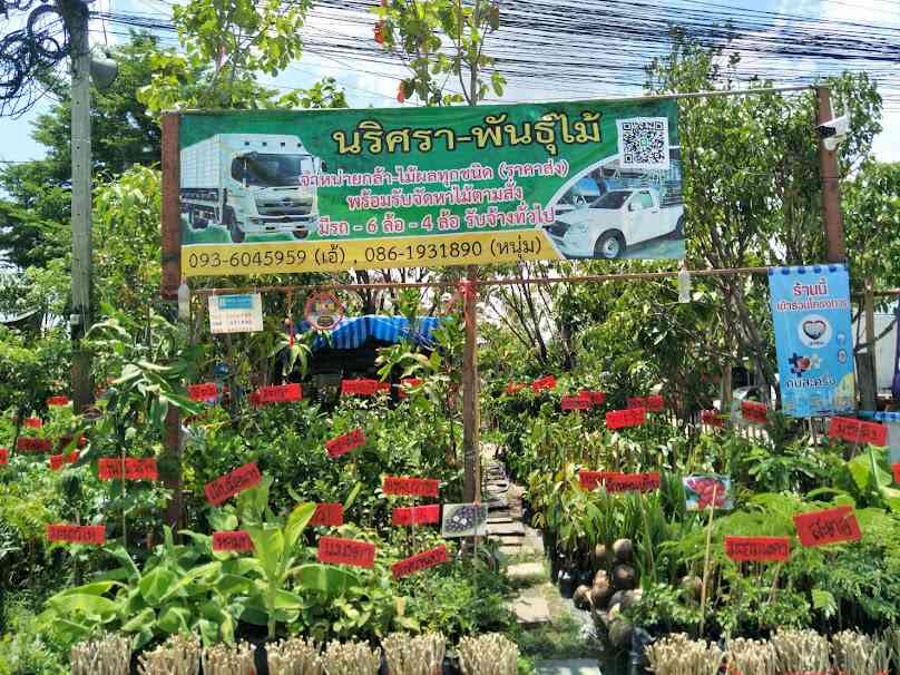 ร้านนิชาพันธุ์ไม้ - 4