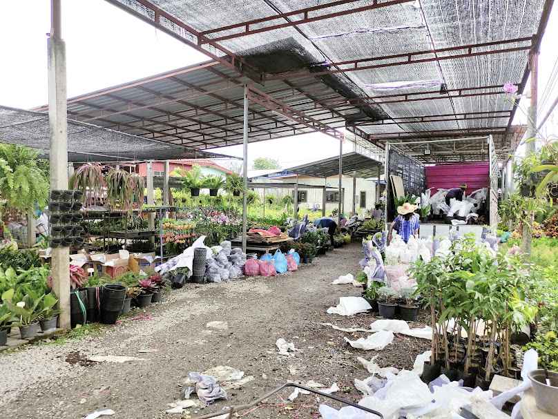 ร้านนิยมพันธุ์ไม้ - 3