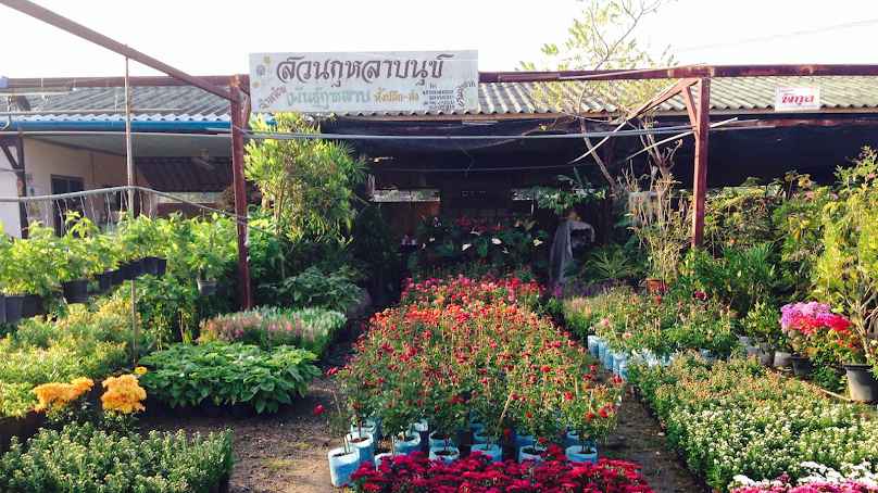 ร้านนุ้ย สวนรุกขชาติทรัพย์ร่มเย็น ต้นไม้ หญ้าเทียมและของตกแต่งบ้าน - 4