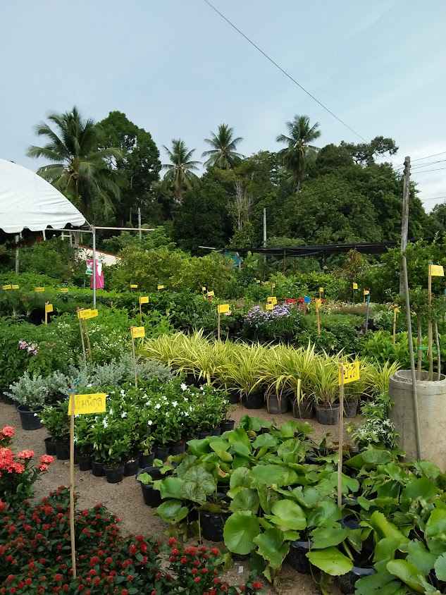 ร้านน้องเบียร์พันธุ์ไม้ - 2