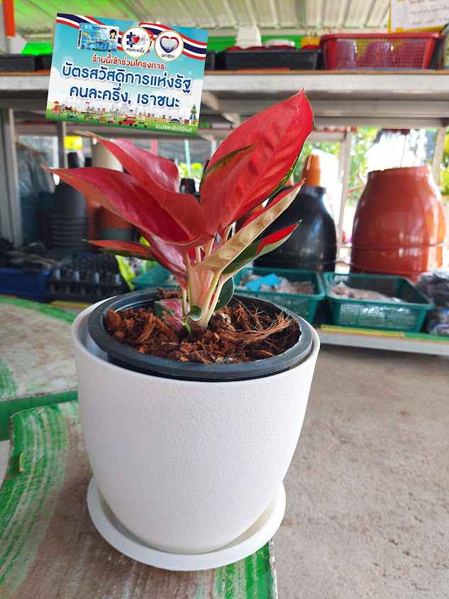 ร้านน้องโอ๋ (สวนทองทา)