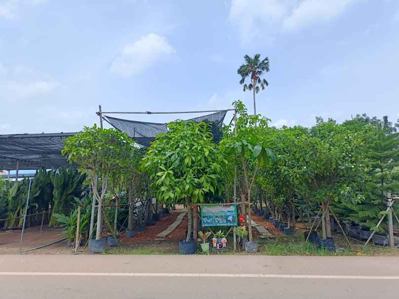 ร้านบอลไม้ประดับ (สาขา 1 ตลาดต้นไม้ดงบัง)