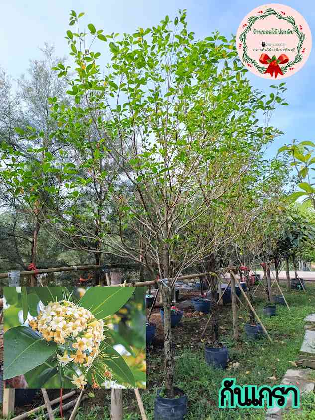 ร้านบอลไม้ประดับ (สาขา 1 ตลาดต้นไม้ดงบัง) - 3