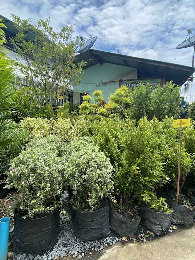 ร้านบุษราพันธ์ุไม้ - 2