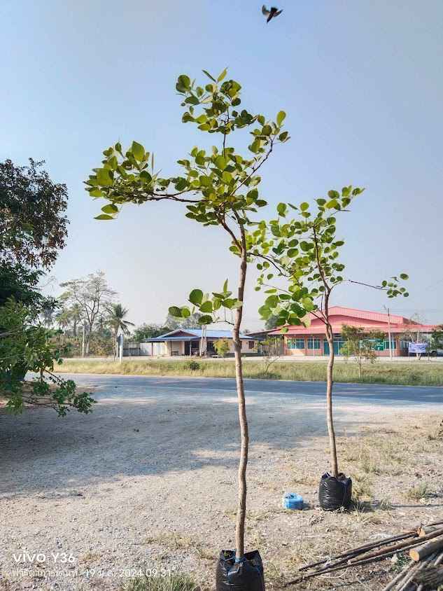 ร้านบ้านต้นไม้ชายคลอง - 4