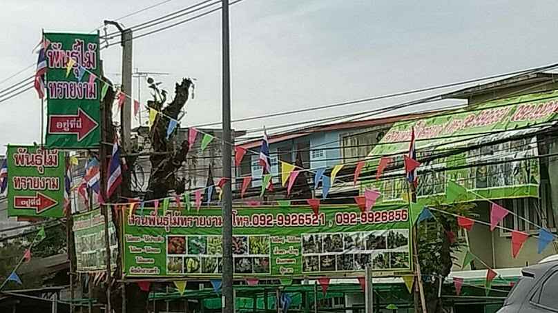 ร้านบ้านต้นไม้ จำหน่ายบอนสี ไม้มงคล พันธุ์พลู ใบพลู และดินเพราะปลูก - 3