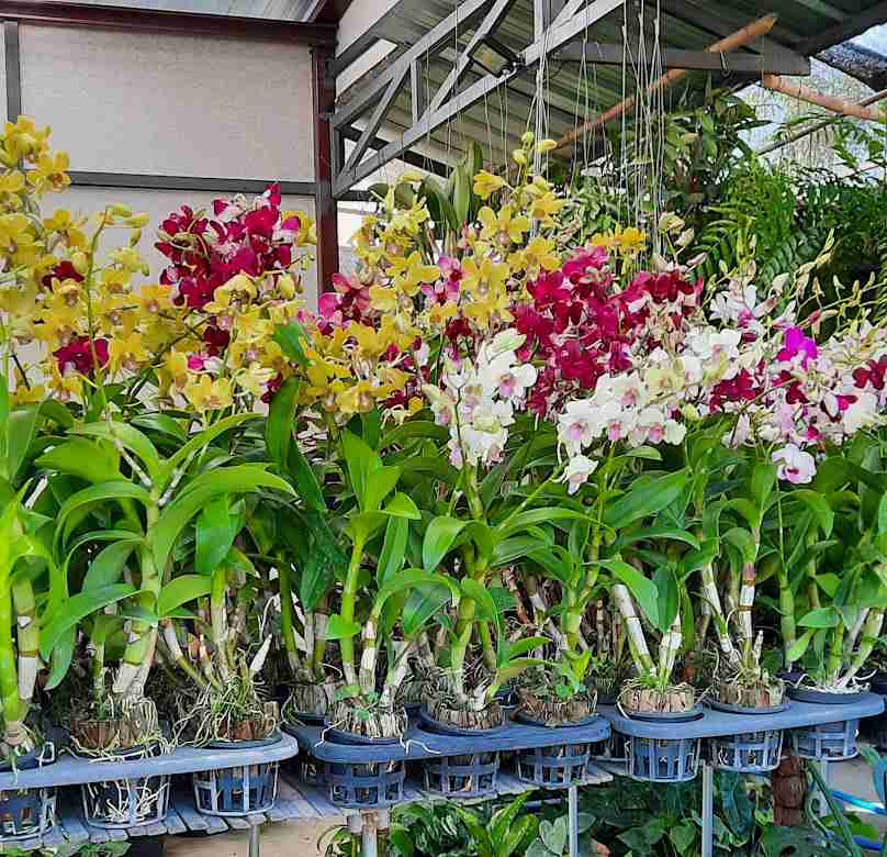 ร้านบ้านรักษ์ไม้ไทยสระบุรี