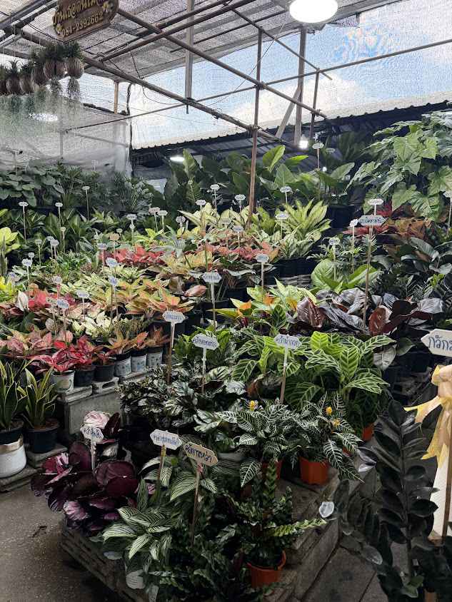 ร้านบ้านเธอ ต้นไม้ฉัน