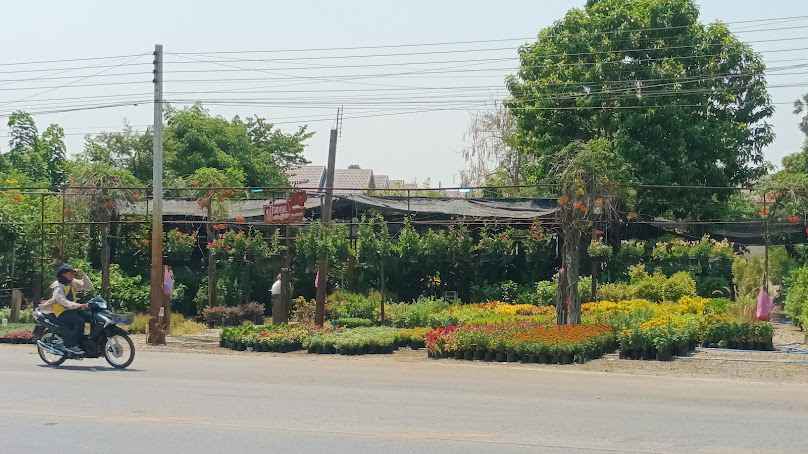 ร้านประเวทพันธุ์ไม้ - 2