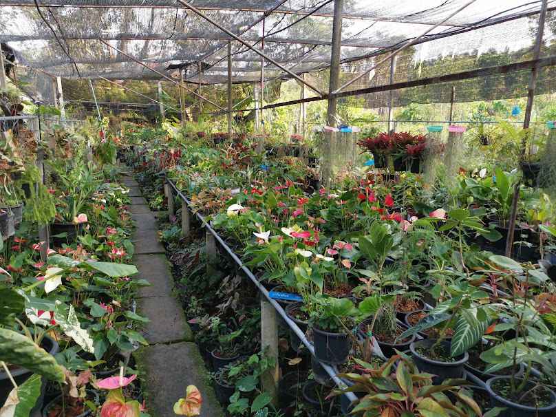 Tree Nursery - 1