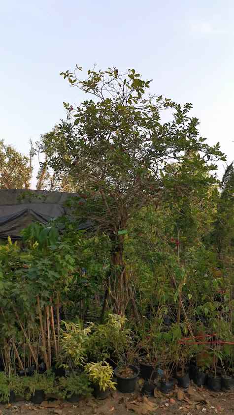 Tree Nursery - 2