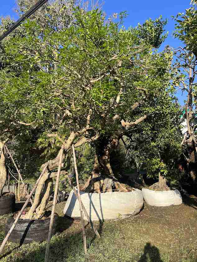 Tree Nursery - 3