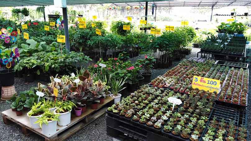 ร้านปัญญาธรรมพันธุ์ไม้ - 3