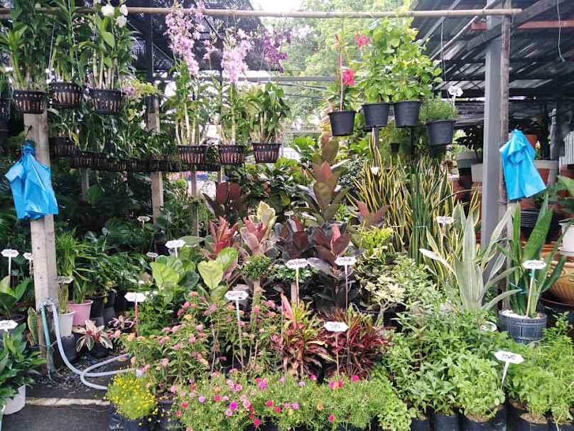 Aunt Ubon's plants shop