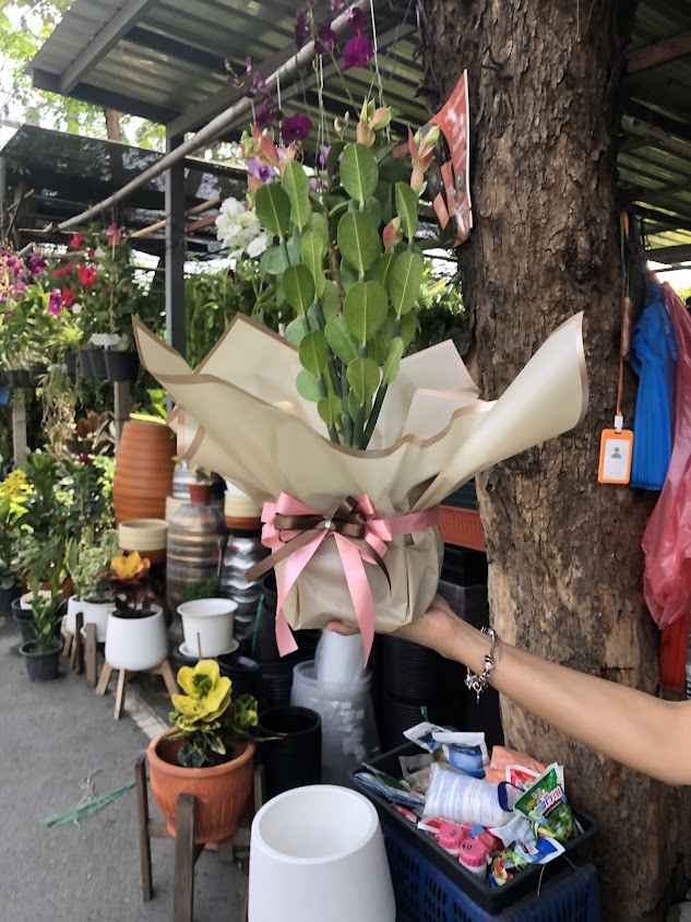 ร้านป้าบล (ชื่อเก่า ร้านไม้มงคล) ตลาดต้นไม้เลียบทางด่วน - 3