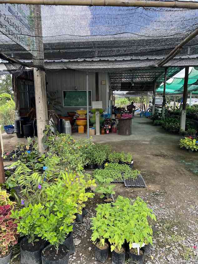 ร้านพจน์ พันธุ์ไม้ คูเมือง - 3
