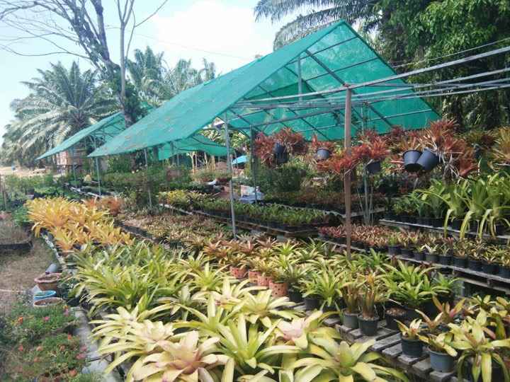 ร้านพรพันธุ์ไม้ - 4