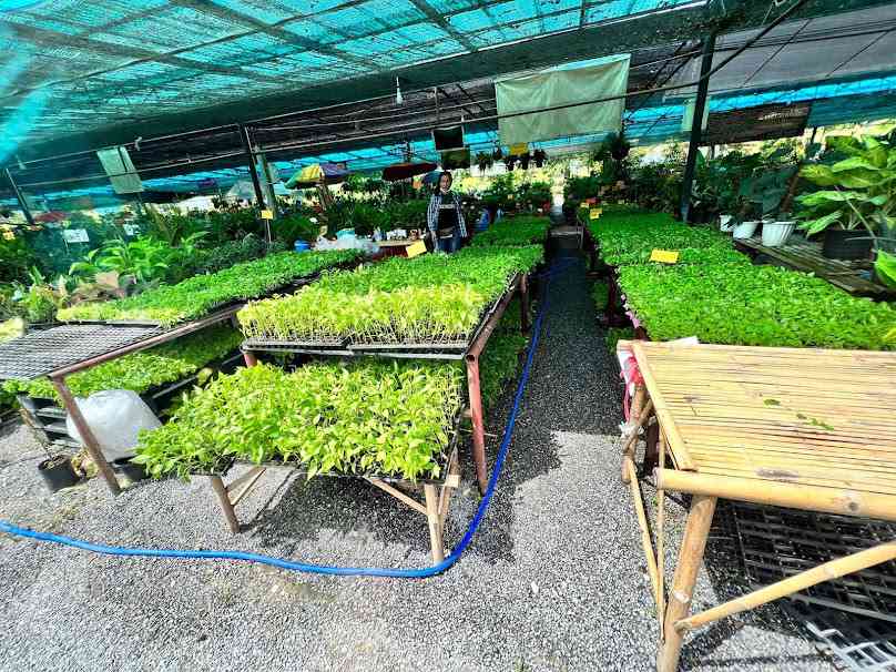 ร้านพรพิมล พันธุ์ไม้ (ต้นกล้า พริก มะเขือ และอื่นๆ) - 2