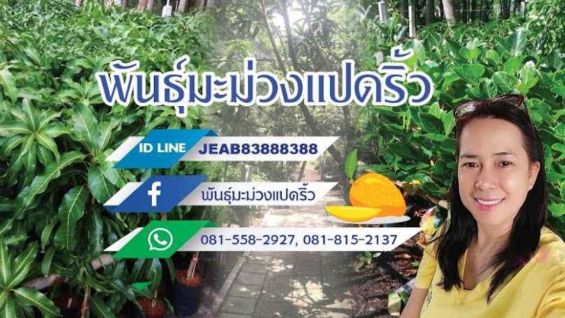 ร้านพันธุ์มะม่วงแปดริ้ว