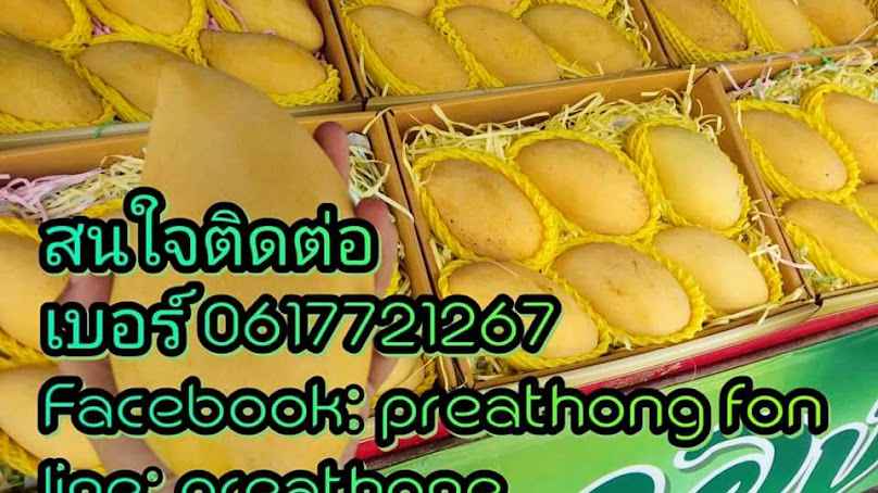 ร้านพันธุ์มะม่วงแปดริ้ว - 3