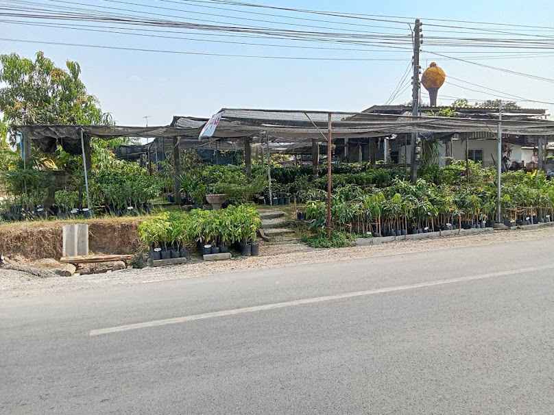 ร้านพันธุ์ไม้ปายทาง - 2